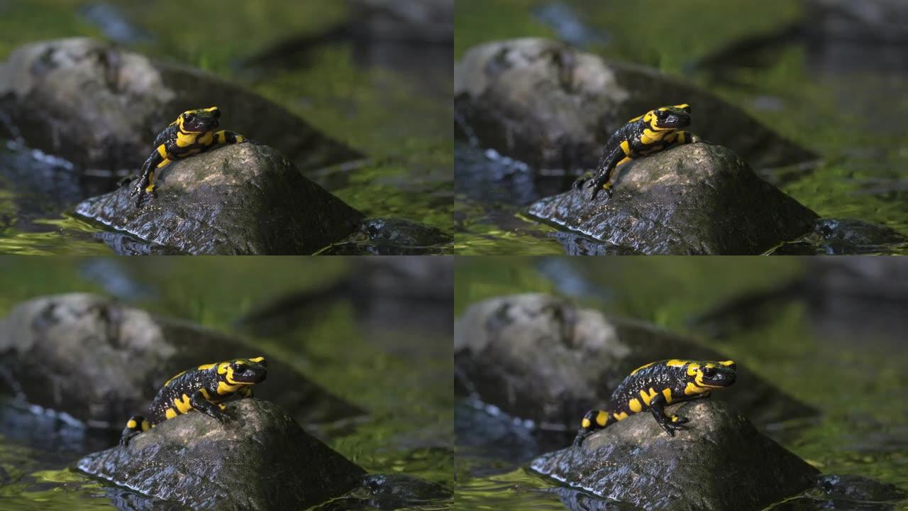 水中岩石上可爱的火蜥蜴的特写镜头