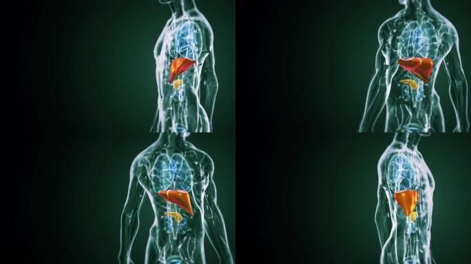 人体肝脏解剖学。三维