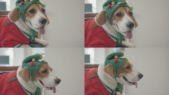 比格犬警告圣诞老人衣服在家里玩耍