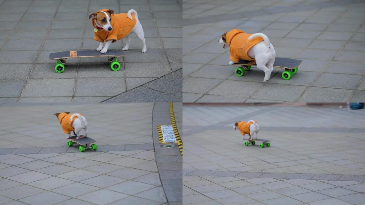 a、狗、滑板狗狗狗奔跑玩滑板的狗