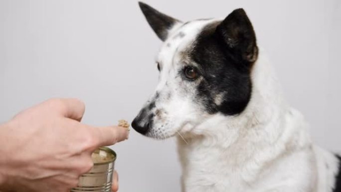 可爱的黑白小狗正在舔手指的狗食罐头。特写，品尝样品。
