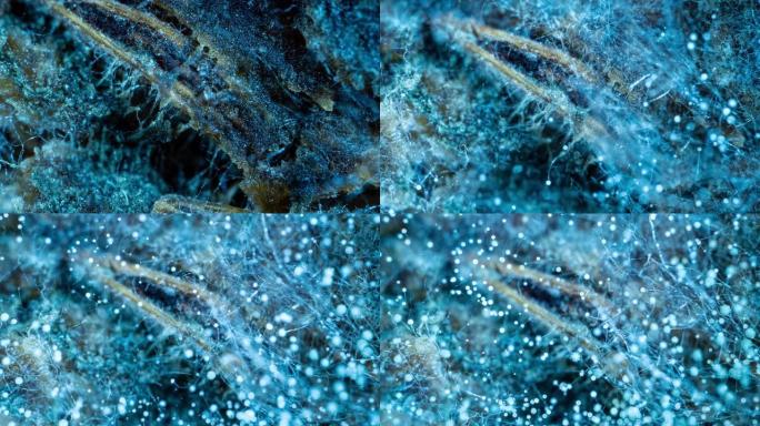 霉菌Zygomycota生长时间流逝在面包上，超微距拍摄，生命开始的概念，科学和教育内容