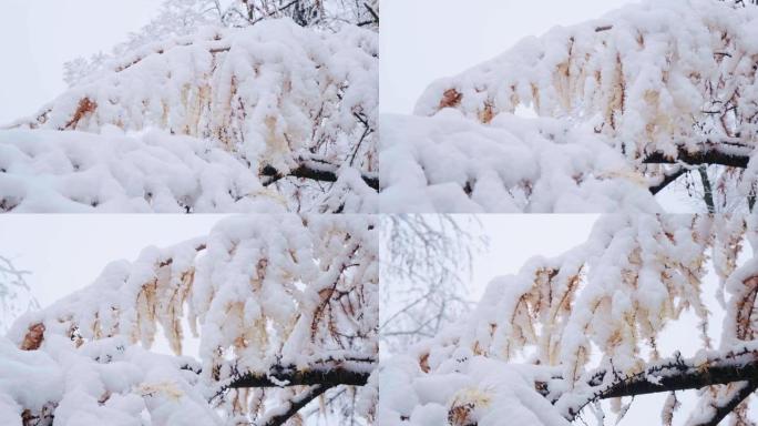 落叶松，日本落叶松或karamatsu树覆盖着第一场雪。森林中的冬天