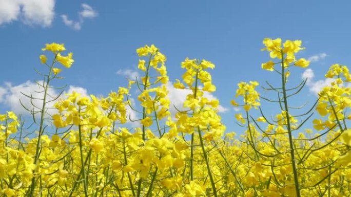 黄花菜籽油菜籽农业田。春天美丽盛开的油菜籽田蓝天。慢动作。油菜籽背景蓝天上的黄色油菜花特写。