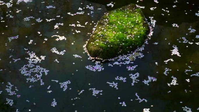 漂浮在池塘上的樱花花瓣