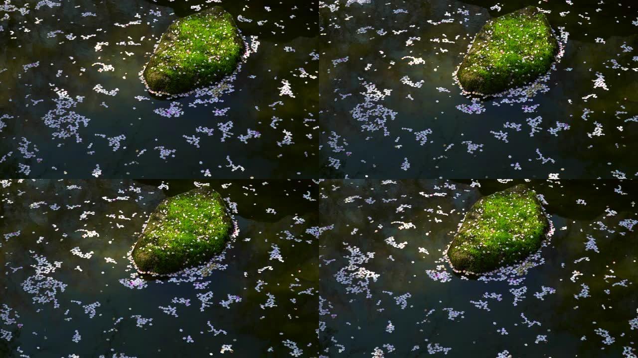 漂浮在池塘上的樱花花瓣