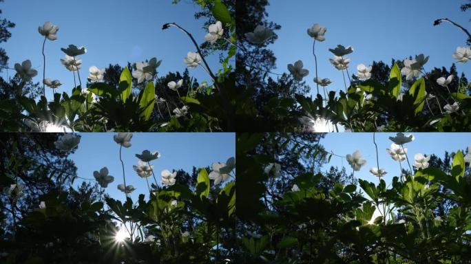 森林中银莲花的白色花朵，日落之光，仰望