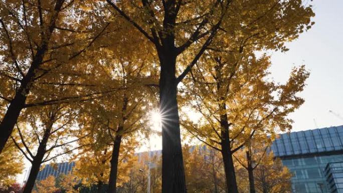 秋天阳光透过金灿灿的银杏林，树枝在微风中摇曳，树叶落地，4k慢镜头。
