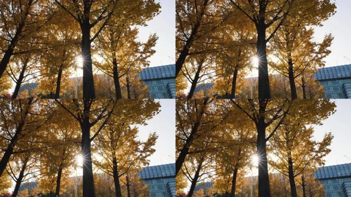 秋天阳光透过金灿灿的银杏林，树枝在微风中摇曳，树叶落地，4k慢镜头。