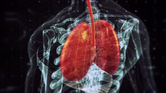 人体呼吸系统肺人体呼吸系统肺