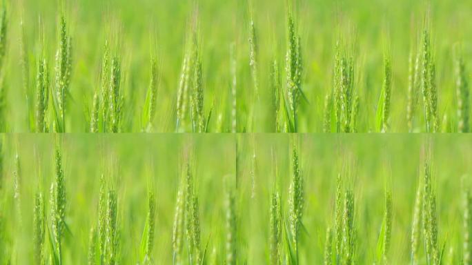 传统农业。小麦绿地生长为面包。美丽的自然，乡村风光。特写。慢动作。