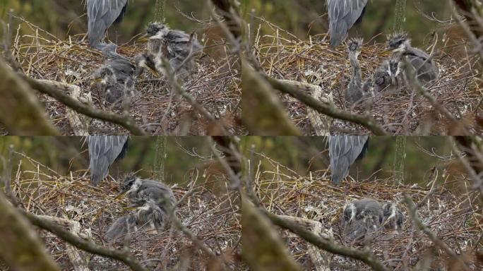 栖息在树巢中的蓬松灰色苍鹭婴儿的特写镜头