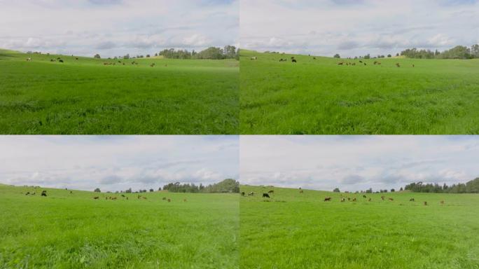 白天用绿草在牧场上放牧的家畜群。-空中前进