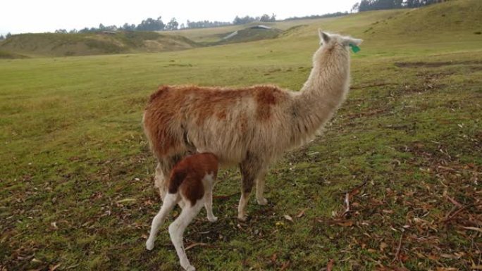 美洲驼在厄瓜多尔羊毛山地动物的乡下给她的小牛喂牛奶