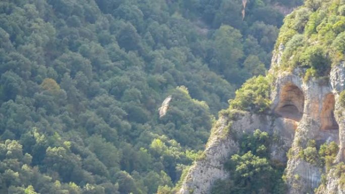 山峡谷中飞翔的狮鹫美景