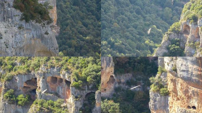 山峡谷中飞翔的狮鹫美景
