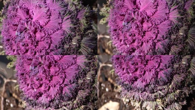 野生森林中的紫甘蓝植物