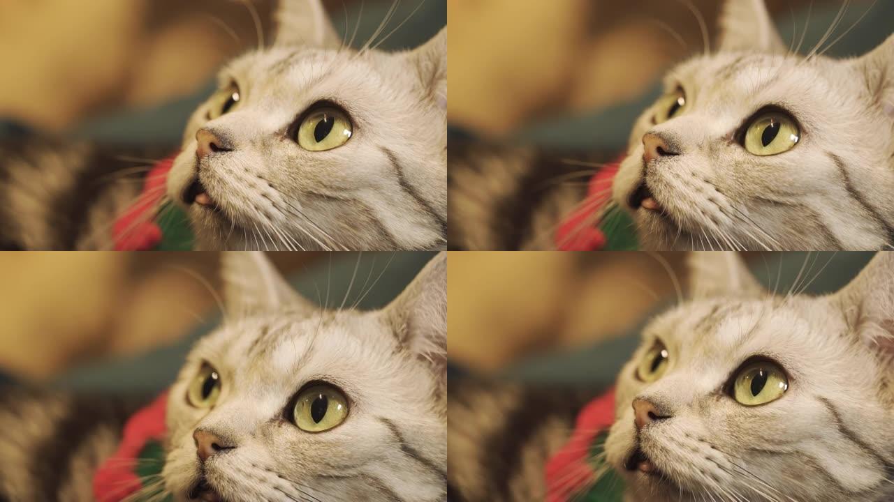 穿着圣诞服装的可爱猫咪对某事感到好奇。宏观拍摄并聚焦在眼睛上。美丽的特写肖像镜头。大眼睛。假期背景与