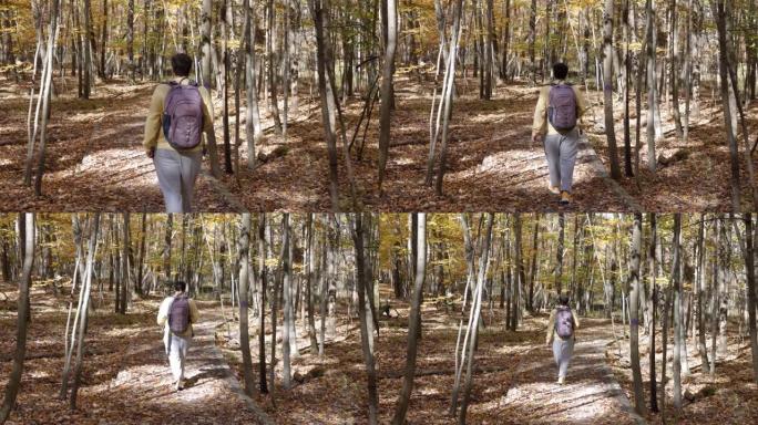 白天，背着背包的人在秋天的森林里带着黄树走在小径上