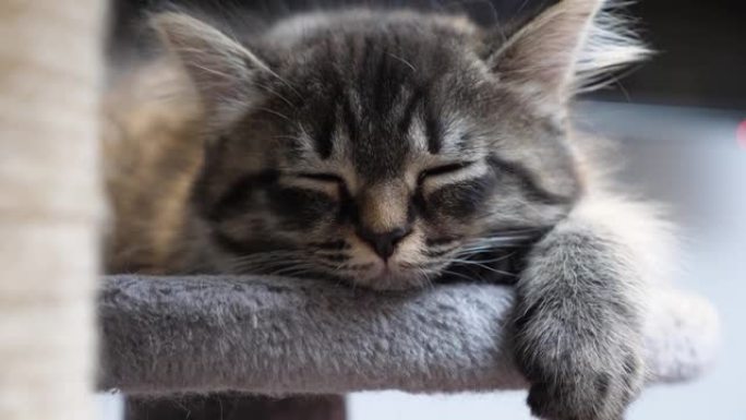 可爱可爱懒惰的小毛猫小猫安详地睡在牛毛上