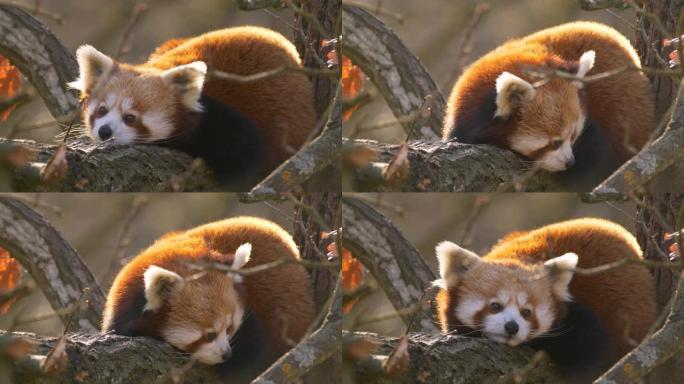 一只小熊猫在树上休息，在温暖的秋日环顾四周的特写镜头