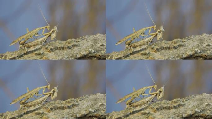 雌性螳螂坐在树枝上，在螳螂交配的过程中洗涤。一对螳螂在树枝上交配。克里米亚螳螂 (Ameles he