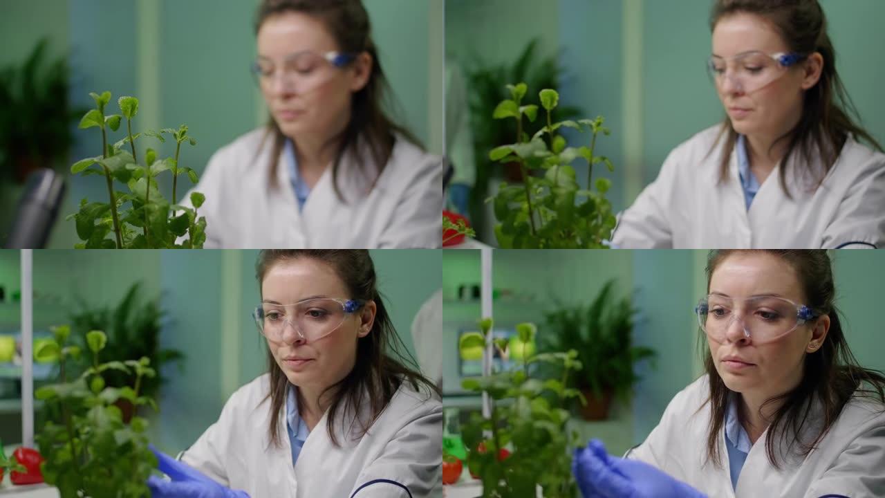 植物学家妇女为农业实验检查树苗的特写镜头