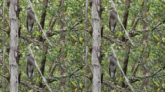 大蓝鹭，大沼泽地国家公园，佛罗里达州