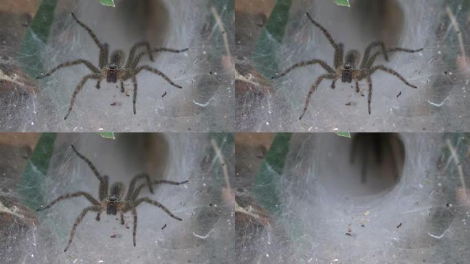 泰国的漏斗网蜘蛛守巢