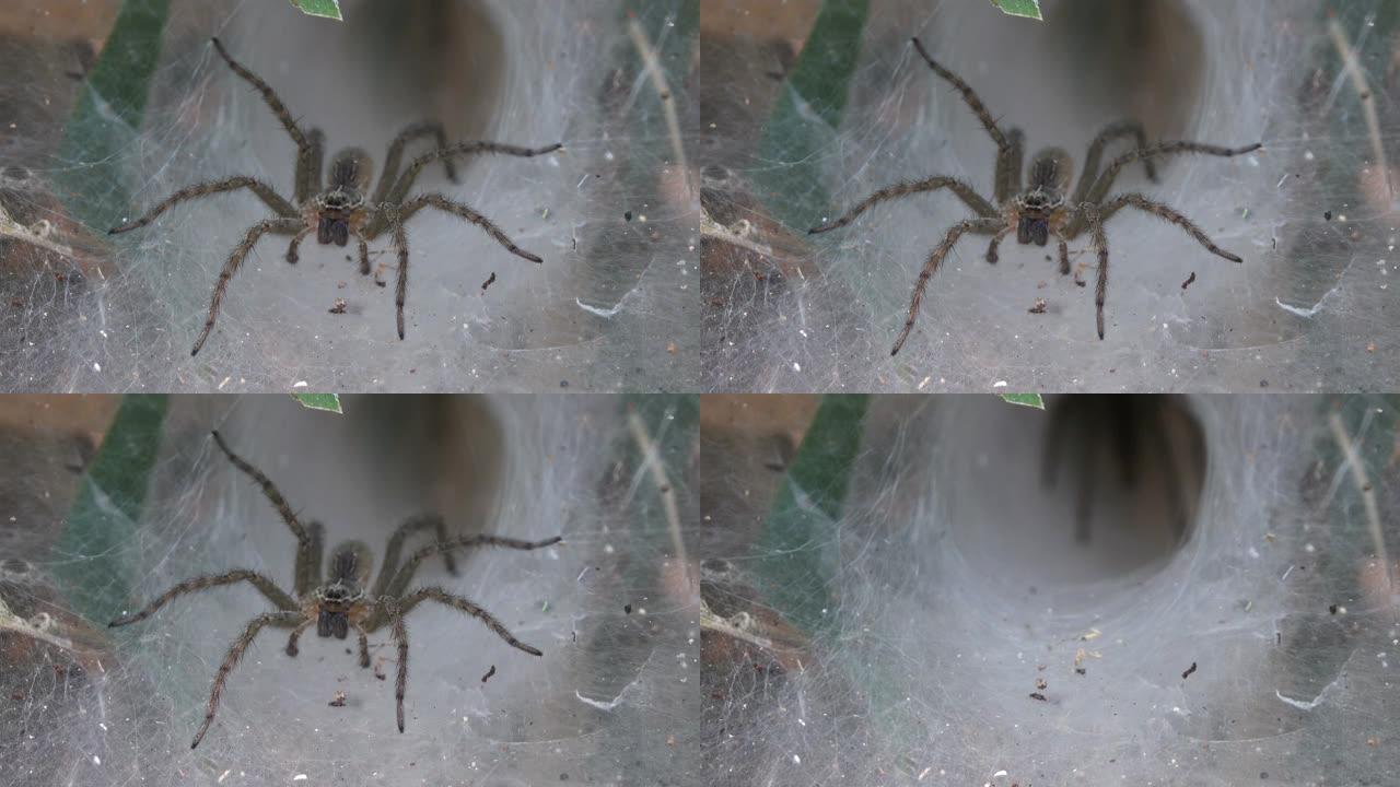 泰国的漏斗网蜘蛛守巢