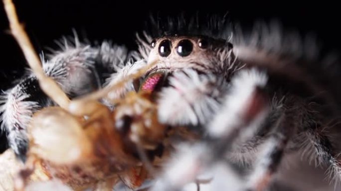 跳蛛 (Phidippus regius) 前视图，蜘蛛吃蟋蟀。特写特写，高倍率，黑色背景。