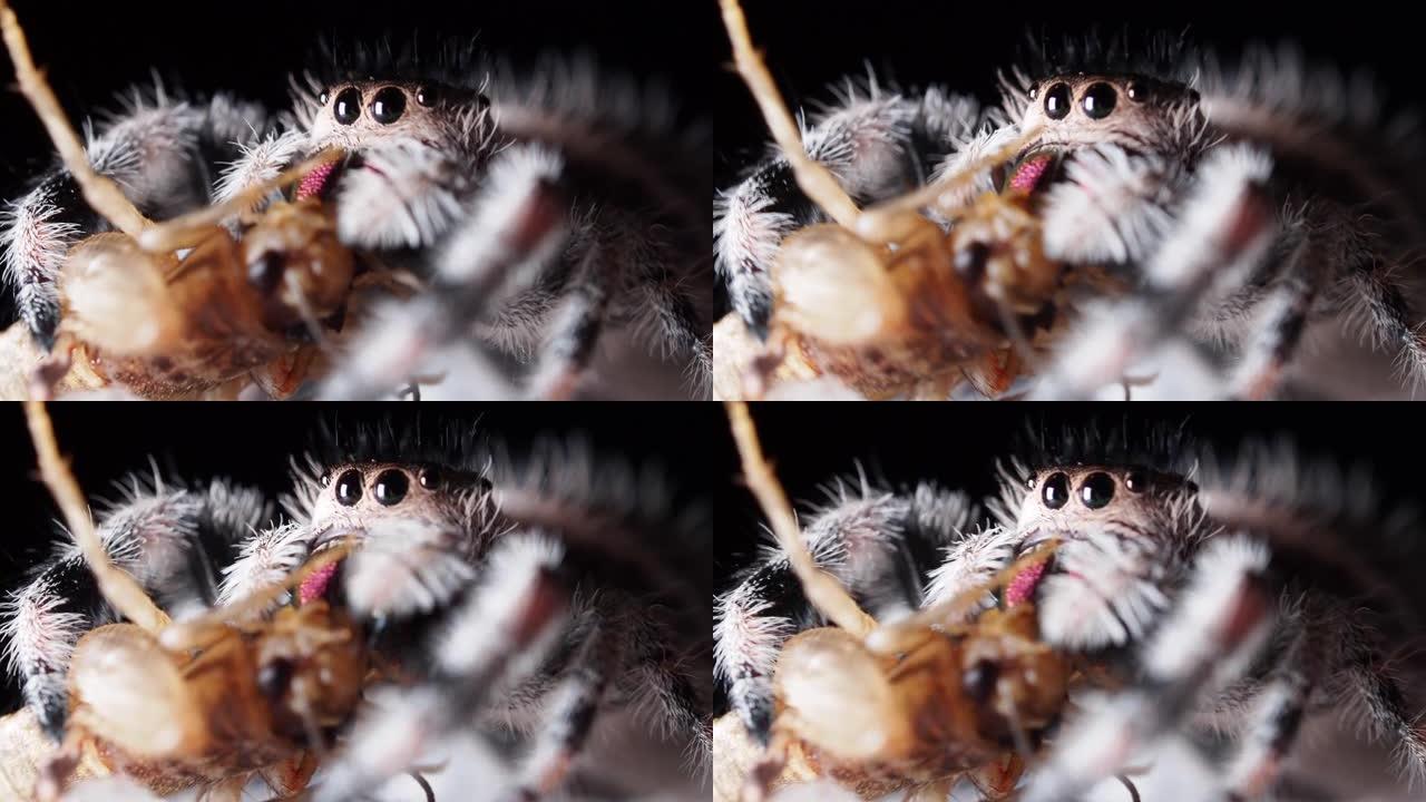跳蛛 (Phidippus regius) 前视图，蜘蛛吃蟋蟀。特写特写，高倍率，黑色背景。