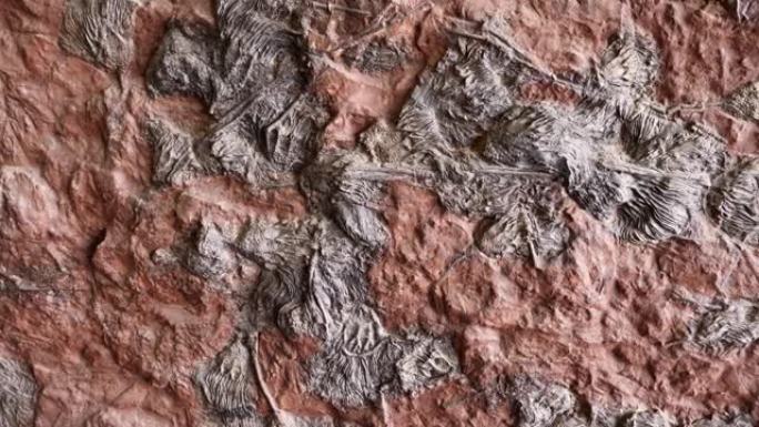 带有海百合化石的平板的细节 (海百合，海百合)。