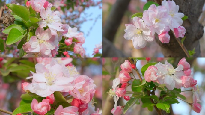 海棠花盛开