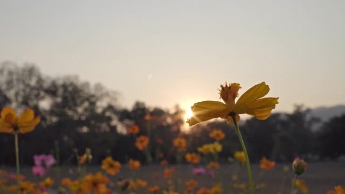 宇宙花菊花花朵花蕊