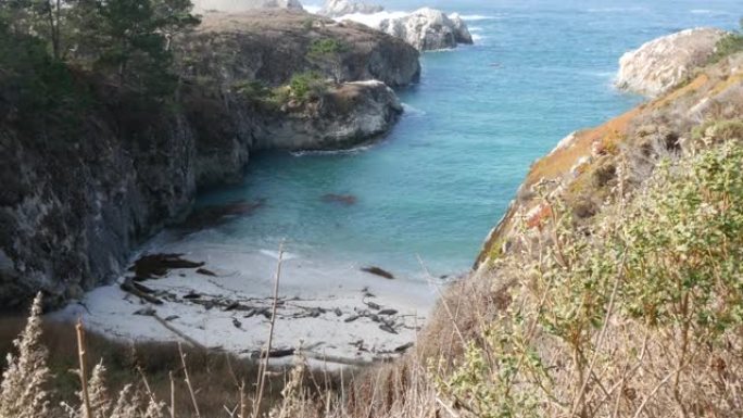 野生斑点海狗鸟，太平洋港海狮休息，加利福尼亚海滩