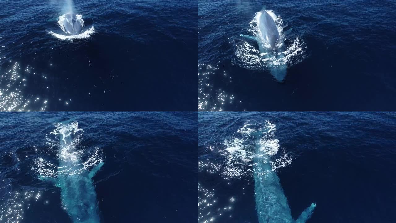 巨型蓝鲸近距离浮出水面