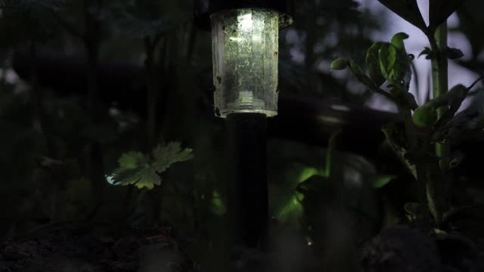 太阳能电池上的花园灯笼。黄昏时站在草地上。装饰性