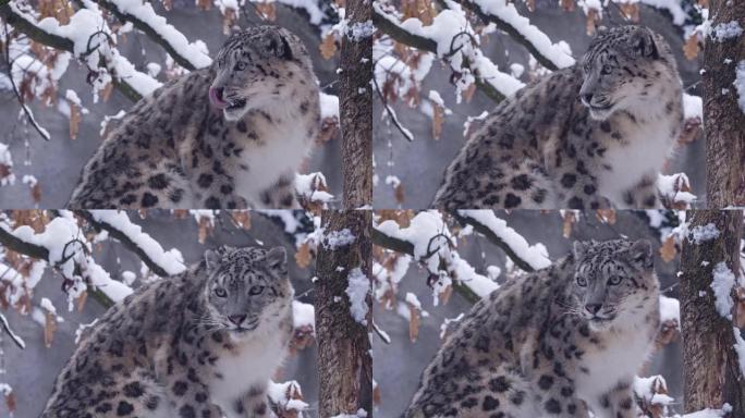 雪豹在冬天观察周围。