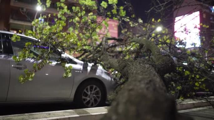 强烈飓风过后，街道上的自然大灾变，暴风雨摧毁了树木并停在小路上的汽车，连根拔起的干树掉在汽车上并刮擦