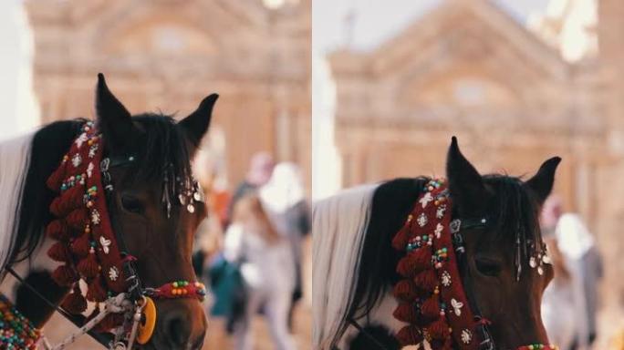 马和骑手在马尔丁的街道上，花式马，马尔丁市概览，马尔丁历史城，马尔丁老城市容