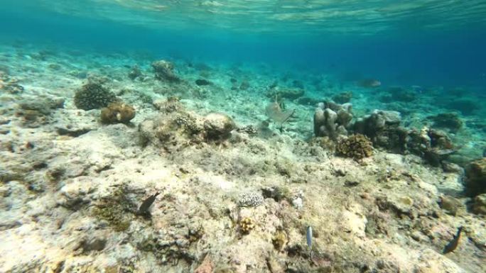 五彩鱼和珊瑚礁。水下。防水照片、视频设备
