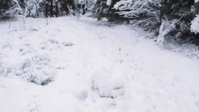 冬天的风景在一片松雪的森林里，雪花飞过