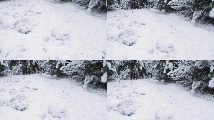冬天的风景在一片松雪的森林里，雪花飞过