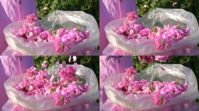 小女孩在野外收集并将粉红色玫瑰花瓣放入塑料袋中的慢动作
