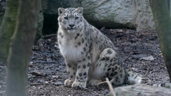 雪豹 (Panthera Uncia) 在森林中行走的特写镜头