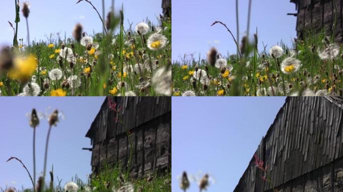 温暖的夏风里飘着蒲公英的绒毛和黄色的花朵，废弃的谷仓