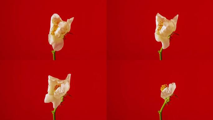红色背景上盛开的玫瑰花延时4k视频。
