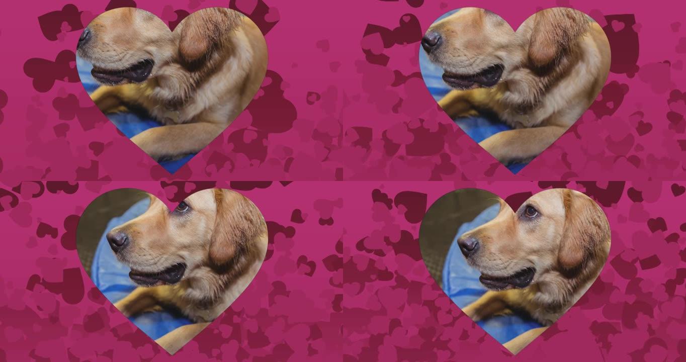 心形切口在粉红色背景下漂浮的狗对着心脏图标的特写镜头