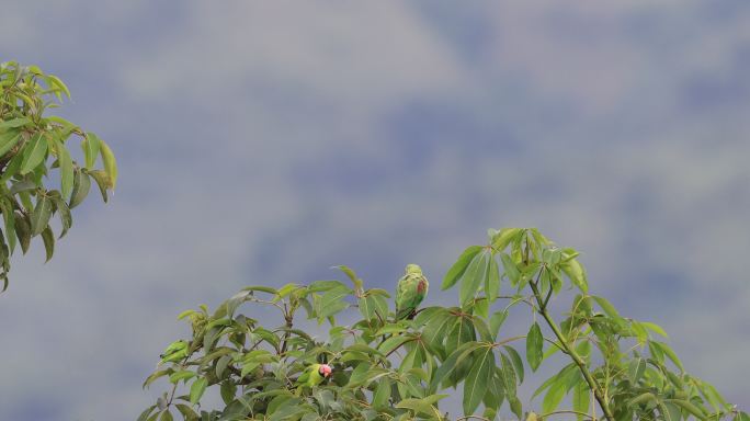 两种不同种类的野生鹦鹉在一起